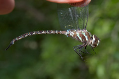 Rhionaeschna psilus