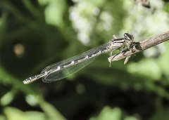 Enallagma carunculatum