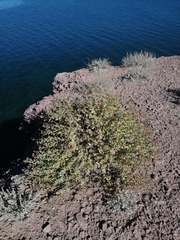 Coulterella capitata