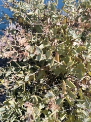 Coulterella capitata