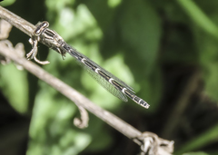 Enallagma carunculatum