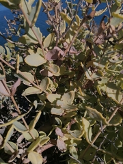 Coulterella capitata