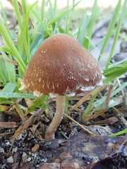 Psathyrella echinata