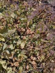 Coulterella capitata