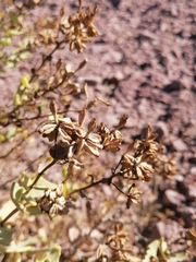 Coulterella capitata
