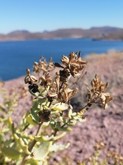 Coulterella capitata