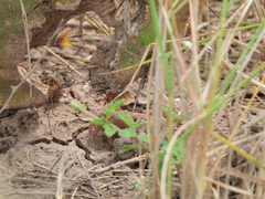 Minuca longisignalis