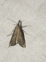 Donacaula longirostrallus