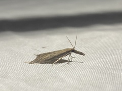 Donacaula longirostrallus