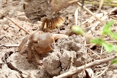 Minuca longisignalis