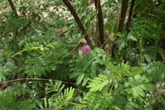 Mimosa quadrivalvis