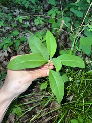 Asclepias quadrifolia