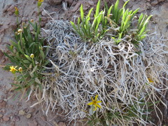 Stenotus armerioides