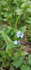 Myosotis sylvatica