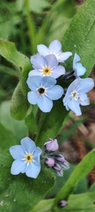Myosotis sylvatica