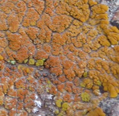 Xanthomendoza trachyphylla