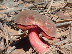 Boletus tasmanicus