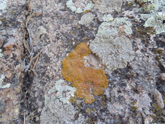 Xanthomendoza trachyphylla