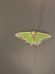 Agathia prasinaspis