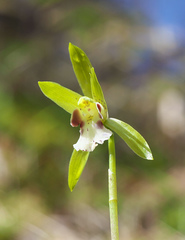 Dactylostalix ringens