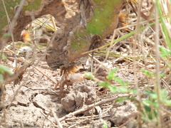 Minuca longisignalis