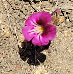 Diplacus constrictus