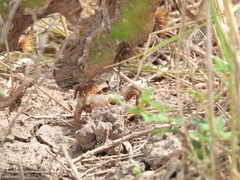 Minuca longisignalis