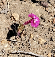 Diplacus constrictus