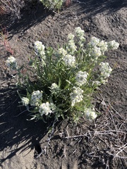 Oreocarya leucophaea