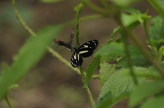 Heliconius atthis