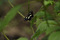Heliconius atthis
