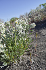 Oreocarya leucophaea