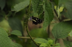 Heliconius atthis