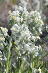 Oreocarya leucophaea