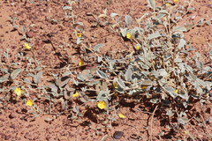 Sida fibulifera