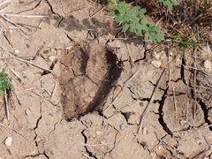 Boselaphus tragocamelus