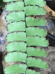 Adiantum zollingeri