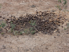 Boselaphus tragocamelus