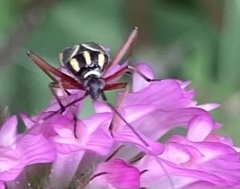 Hadrodemus