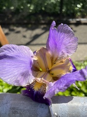 Iris