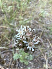 Horkelia tridentata