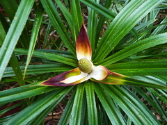 Freycinetia sulcata