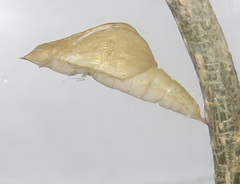 Leptosia alcesta inalcesta