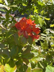 Rhododendron × hybridum