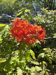 Rhododendron × hybridum