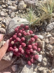 Eriogonum shockleyi