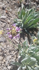 Phoenicaulis