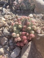 Eriogonum shockleyi