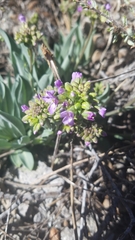 Phoenicaulis