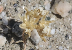 Linanthus maculatus maculatus